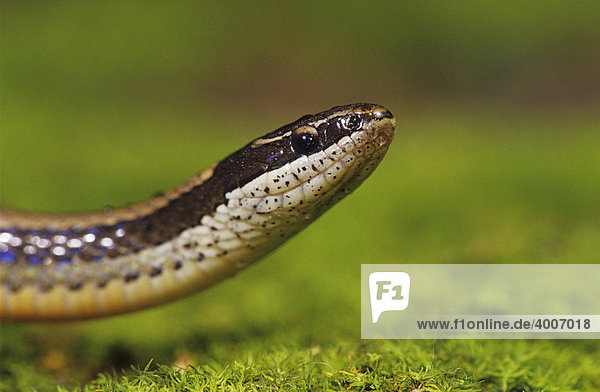 Black-Striped Snake (Coniophanes imperialis)  Alttier auf Moos  Cameron County  Rio Grande Tal  Texas  USA