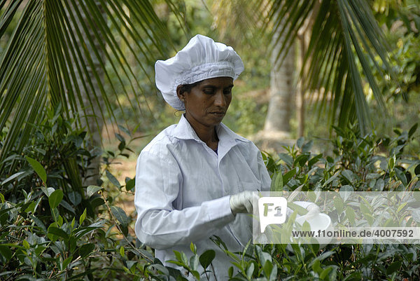 Teeernte  Singhalesin  Teepflückerin pflückt Teeblätter für Weißen Tee mit Handschuhen und Schere  Handunugoda Tea Estate  Tittagalla  Ceylon  Sri Lanka  Südasien  Asien