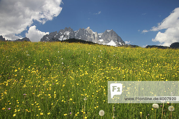Frühling  Blumenwiese bei Going  Wilder Kaiser  Tirol  Österreich  Europa