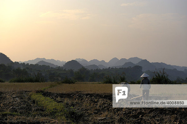 Farmer and ox plowing fields in front of karst mountains  Ninh Binh  North Vietnam  South East Asia