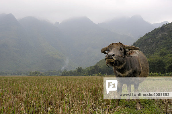Wasserbüffel vor Karstbergen  trockene Halongbucht  Nationalpark TamCoc  Ninh Binh  Nordvietnam  Südostasien