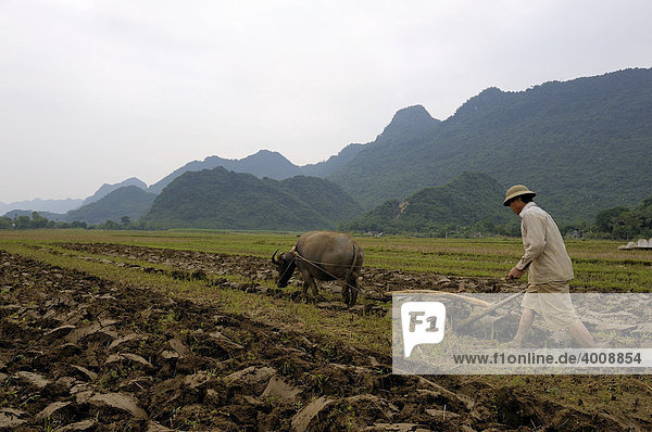 Farmer and ox plowing field in front of karst mountains  Ninh Binh  North Vietnam  South East Asia