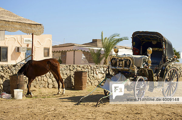 Pferd trinkt aus Fass vor antiker Kutsche in Hurghada  Ägypten  Afrika