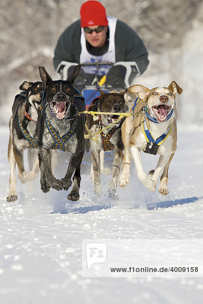 Ein Mann als Musher mit seinen Schlittenhunden der Rasse Siberian Huskys bei einem Rennen auf Schnee im Winter