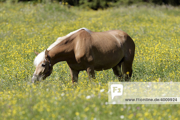 Haflinger Stute (Equus caballus) auf einer Weide in Eng  Tirol  Österreich  Europa