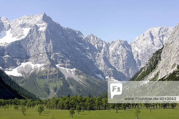 Bergahorn (Acer pseudoplatanus) im Großen Ahornboden im Karwendelgebirge in Eng  Tirol  Österreich  Europa
