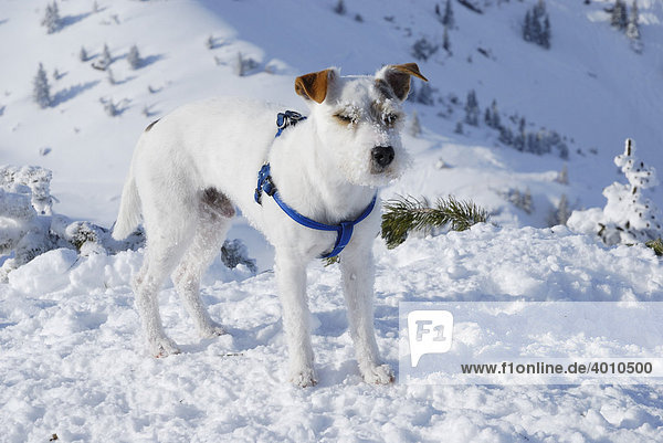 Parson Russell Terrier in Winterlandschaft  Bayerische Alpen  Deutschland  Europa