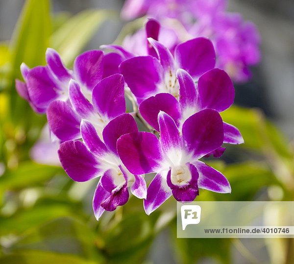 Blühende Orchidee Insel Phuket Südthailand Thailand Südostasien Asien