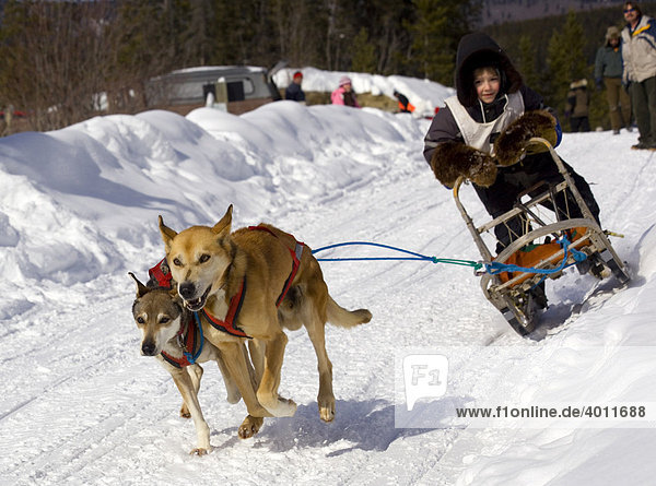 Child mushing a sled dog team  Alaskan Huskies  Copper Haul Twister Dog Sled Race  Yukon Territory  Canada