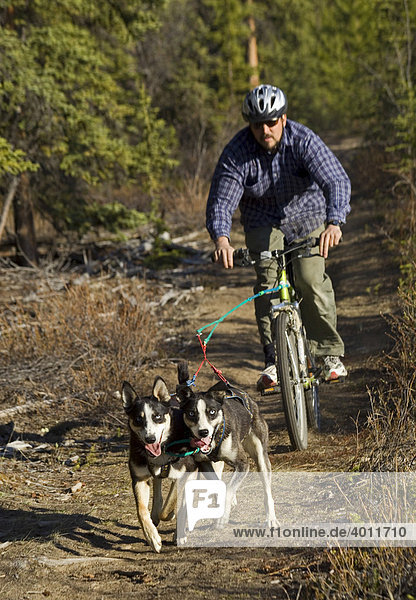 Alaskan Huskys  Mann lässt sich von seinen Hunden auf dem Fahrrad ziehen  Mountainbike  Yukon Territory  Kanada  Nordamerika