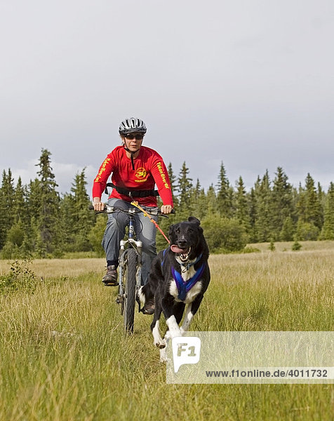 Labrador-Mix zieht ein Mountainbike mit einer Frau beim Bikejöring  Hundesport  Mushing  Schlittenhunde-Rennen auf dem Trockenen  Yukon Territory  Kanada