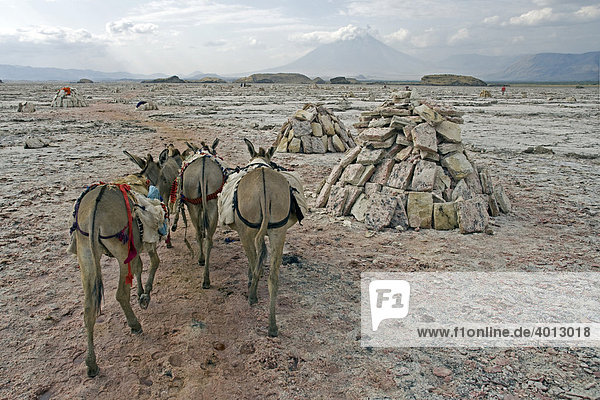 Soda extraction at Lake Natron  donkeys transport the salt slabs to the lake shore  Tanzania  Africa