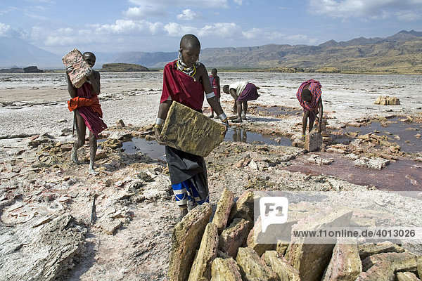 Maasai using chopping knives to extract salt slabs  soda extraction at Lake Natron  Tanzania  Africa