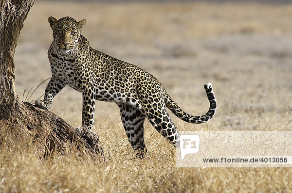 Male Leopard (Panthera pardus) getting ready to climb a tree  Ndutu  Ngorongoro  Tanzania  Africa