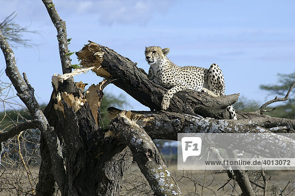 Gepard (Acinonyx jubatus) hält von einer Akazie Ausschau nach Beutetieren  Ndutu  Ngorongoro  Tansania  Afrika