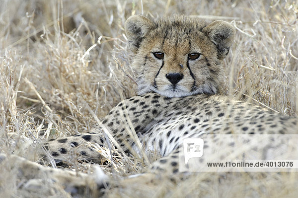 Young cheetah (Acinonyx jubatus) resting  Ndutu  Ngorongoro  Tanzania  Africa