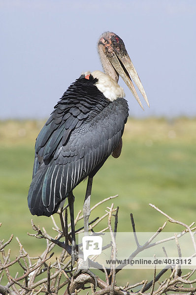 Marabu (Leptoptilos crumeniferus) Lake Manyara Nationalpark Tansania Afrika