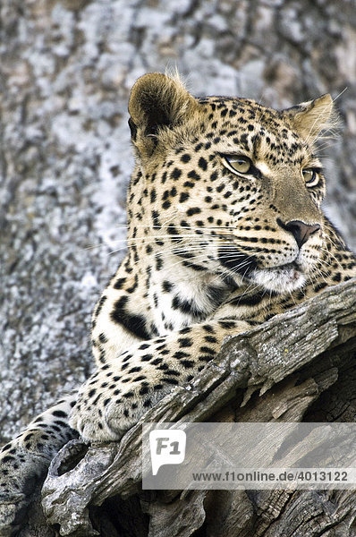 Leopard (Panthera pardus) ruht in einer Astgabel  hält Ausschau nach Beutetieren  Seronera  Serengeti  Tansania  Afrika