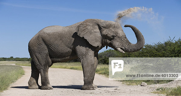 Elefant (Loxodonta africana) bewirft sich zur Körperpflege mit Staub  Etosha Nationalpark  Namibia  Afrika