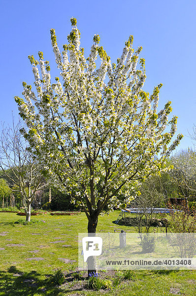 Blühender Kirschbaum  Süßkirsche  Sorte Büttners Rote Knorpel-Kirsche (Prunus avium subsp. duracina)