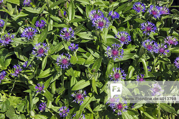Bergflockenblume  Berg-Flockenblume  Flockenblume (Centaurea montana) (Cyanus montanus)
