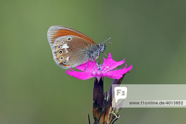 Rostbraunes Wiesenvögelchen (Coenonympha glycerion)  Schmetterling  Tagfalter  sitzt auf Blüte der Karthäuser-Nelke (Dianthus carthusianorum)