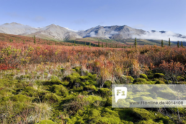 Der Denali Nationalpark im Herbst im Gebiet zwischen Riley Creek und Savage River  Alaska  USA  Nordamerika  Amerika
