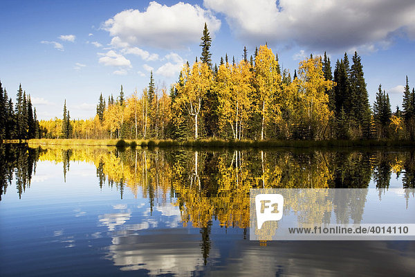 Fairbanks im Herbst  Alaska  USA  Nordamerika  Amerika