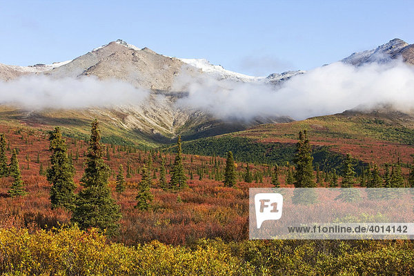 Denali Nationalpark im Herbst  Alaska  Nordamerika  USA  Amerika