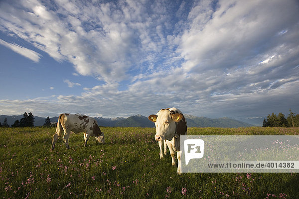 Cows on the Walder Alm mountain pasture  North Tyrol  Austria  Europe