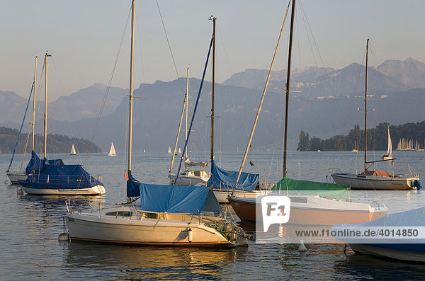 Boote im Abendlicht  Segelboote  Vierwaldstätter See  Luzern  Schweiz