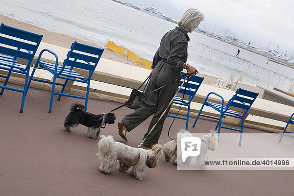 Frau mit drei Hunden an der Promenade  Spaziergängerin  Blvd. de Croisette  Croisette  Cannes  Cote d'Azur  Frankreich