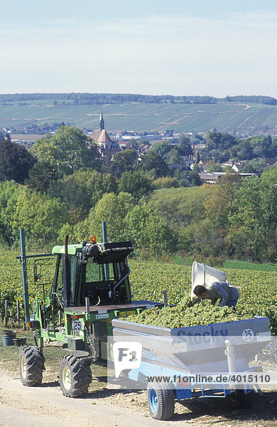 Harvest of grapes for white wine in a vineyard in Chablis  Burgundy  France  Europe