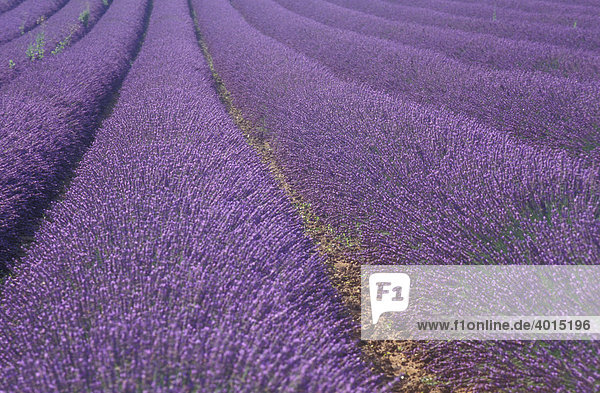 Lavendel (Lavandula angustifolia)  Lavendelfeld  Provence  Frankreich  Europa
