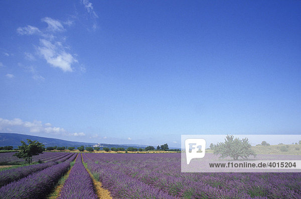 Lavendel (Lavandula angustifolia)  Lavendelfeld  bei Apt  Provence  Frankreich  Europa