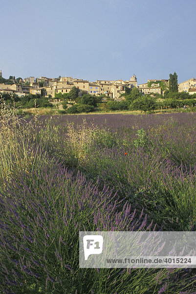 Lavendel (Lavandula angustifolia)  Lavendelfeld  Dorf Saignon  Provence  Frankreich  Europa