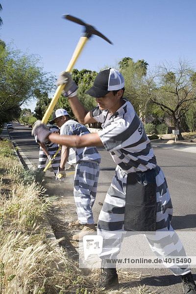 A work crew of inmates from the Maricopa County jail clears invasive species  buffle grass and fountain grass  from a city park  Phoenix  Arizona  USA