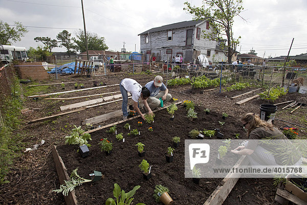 Freiwillige Helfer der Jewish Funds for Justice in Atlanta bauen einen öffentlichen Garten im von Hurrican Katrina verwüsteten Lower Ninth Ward Stadteil  sie hoffen so eine städtische Farm aufzubauen  in der Jugendliche landwirtschaftliche Erfahrungen sammeln und Lebensmittel für die Nachbarschaft anbauen können  New Orleans  Louisiana  USA