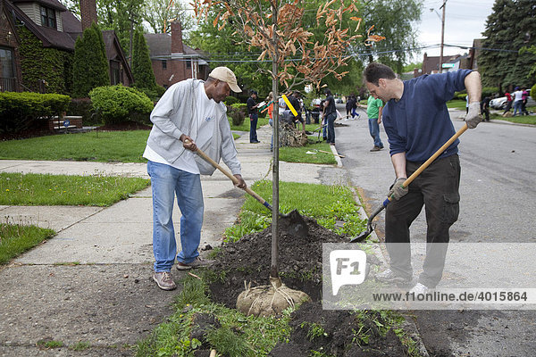 Freiwillige pflanzen im East English Village Stadtteil Bäume ein  Detroit  Michigan  USA