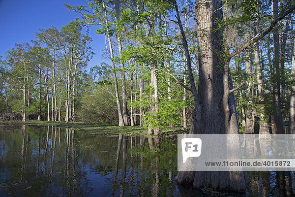 Ein Wald mit Zypressen und Tupelobäume im Atchafalaya Flussgebiet  Bayou Sorrel  Louisiana  USA