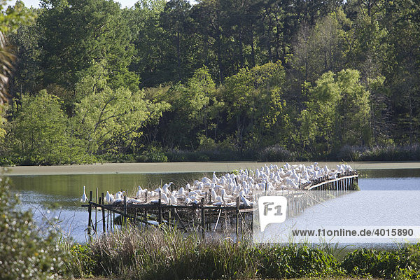 Reservat für Reiher in der sogenannten Bird City  Jungle Gardens Vogelschutzgebiet  Avery Island Insel  Louisiana  USA  Nordamerika