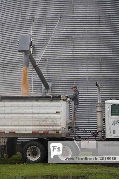 Ein Fahrer sieht zu während sein LKW mit Getreide aus einem Speichersilo beladen wird  Conesville  Iowa  USA