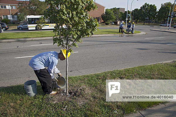 High-School-Schüler wässert neu gepflanzte Bäume im Rahmen seines Sommerjobs im Conservation Leadership Corps  Detroit  Michigan  USA