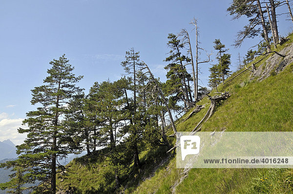 Nadelwald mit vom Borkenkäfer befallenen toten Bäumen auf dem Tegelberg  Allgäu  Bayern  Deutschland  Europa