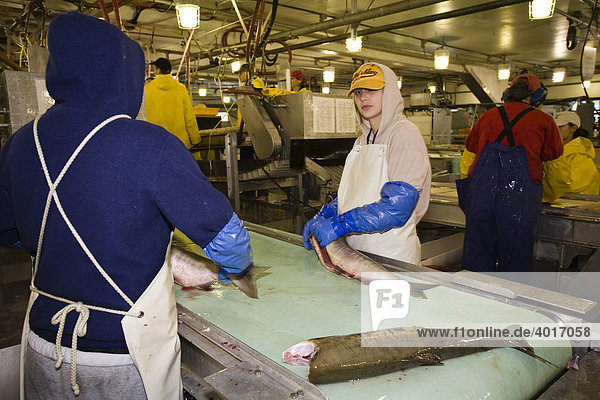 Wildlachsverarbeitung in Lachs-Fabrik  Wildlachs  Alaska  USA  Nordamerika
