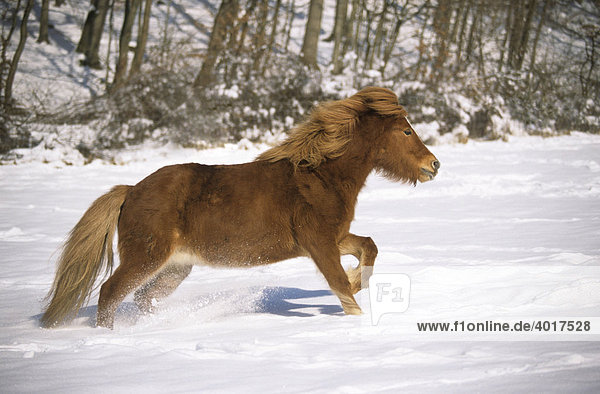 Island Pferd galoppiert über eine verschneite Wiese  Harbach  Rheinland-Pfalz  Deutschland