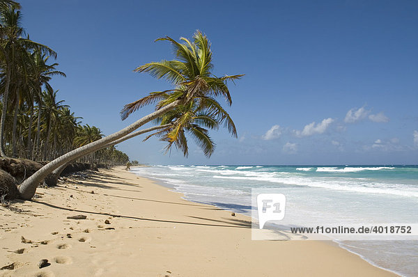 Palmenstrand mit weißem Sand und Kokospalmen (Cocos nucifera)  Punta Cana  Dominikanische Republik  Mittelamerika