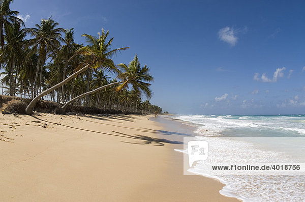 Palmenstrand mit weißem Sand und Kokospalmen (Cocos nucifera)  Punta Cana  Dominikanische Republik  Mittelamerika