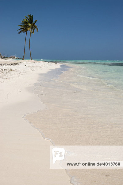 Palmenstrand mit weißem Sand und Kokospalmen (Cocos nucifera)  Punta Cana  Dominikanische Republik  Mittelamerika