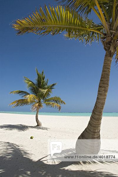 Palmenstrand mit weißem Sand und Kokospalmen (Cocos nucifera)  Punta Cana  Dominikanische Republik  Mittelamerika